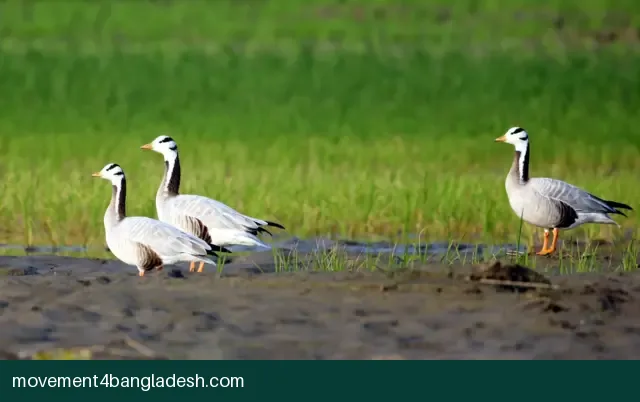 পরিযায়ী পাখি